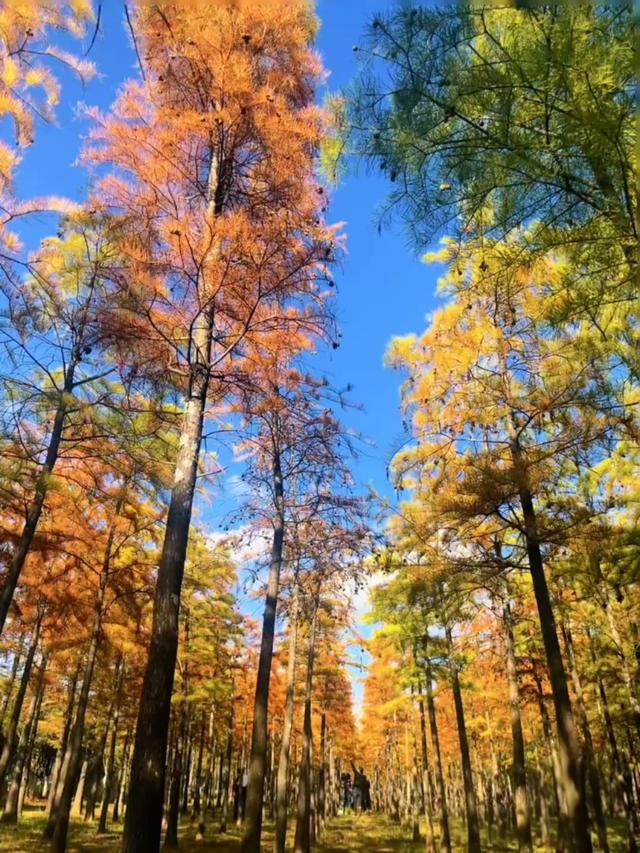 人少景美，昆明经开区马料河水杉红艳正当时！