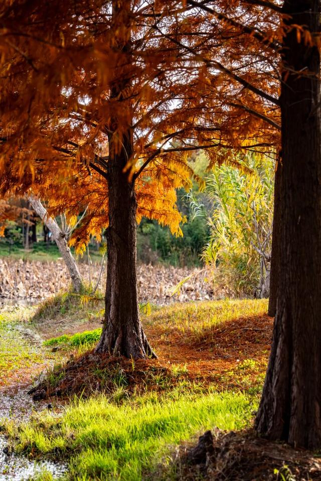 太白湖新区水杉浓度即将达到100%，这份拍照攻略请收好