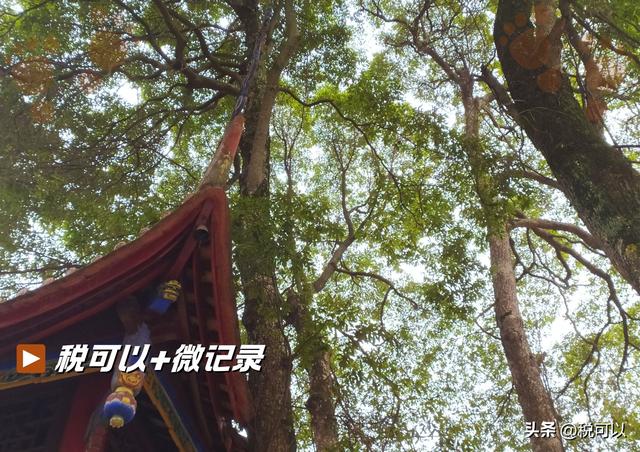 游郫都平乐寺：君平故里寻古意，一碗素茶享清幽