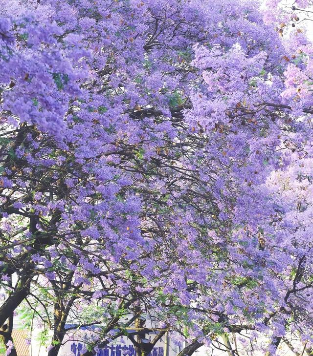 四川美到封神的小城，5万多株蓝花楹开花了，与昆明一样美！