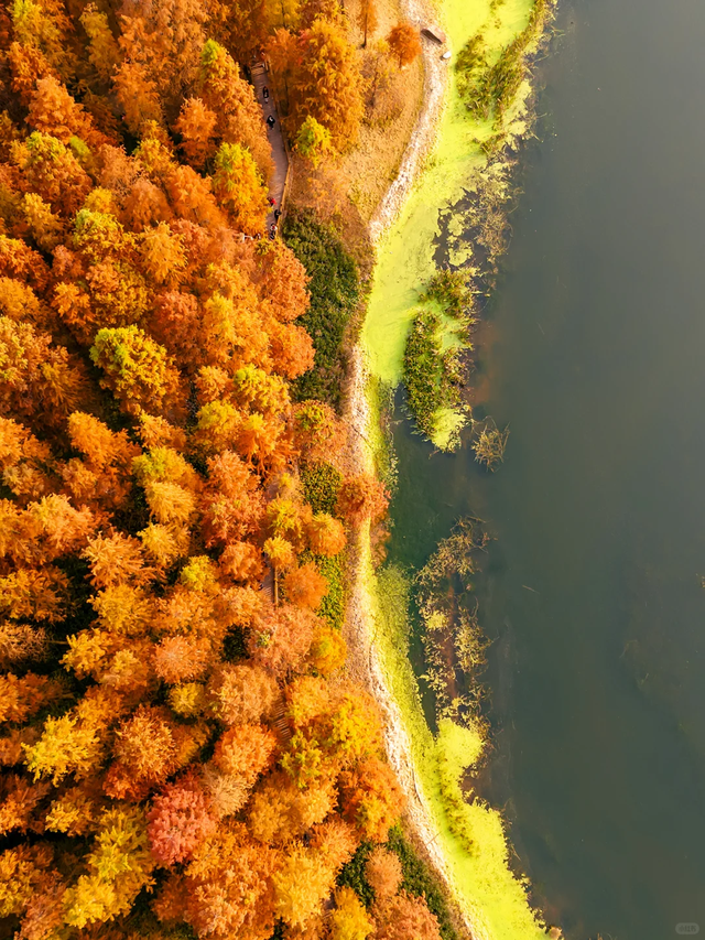 先收藏！成都1h直达最美水杉公园，小众人少、景美出片！