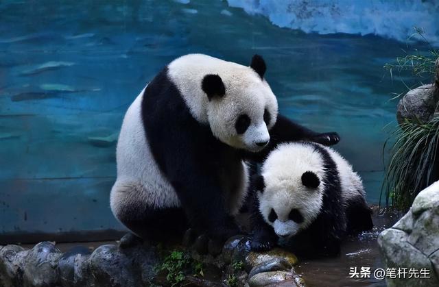 手握熊猫与 318 标签！雅安告别过路站，文旅融合谋出圈