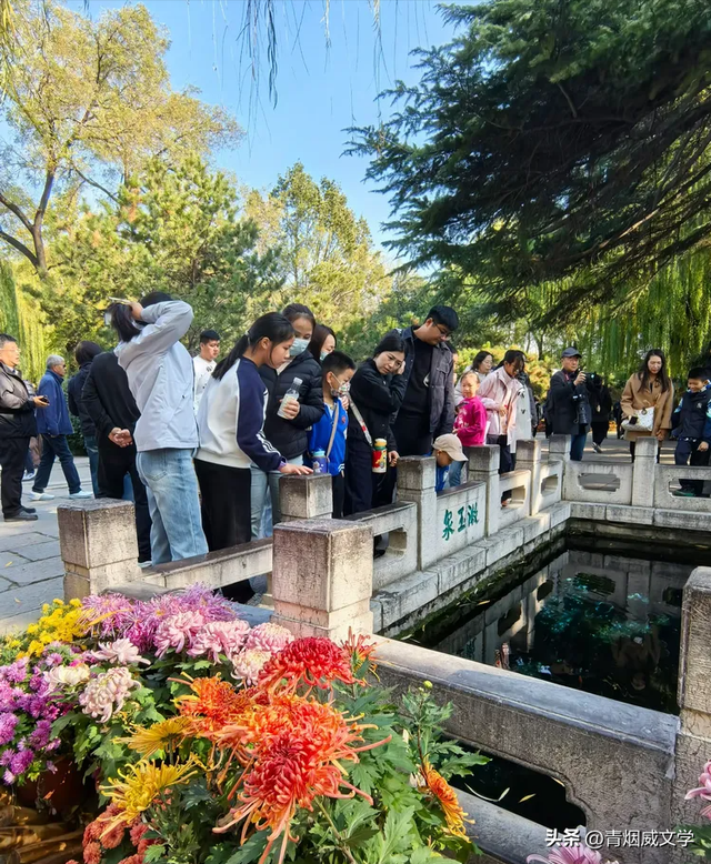 趵突菊韵 锦绣泉城