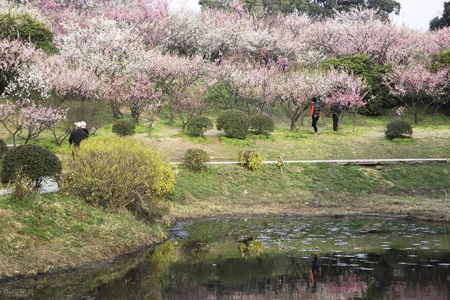 2月早春风光，7个赏花胜地，漫山遍野花香，率先打开春天
