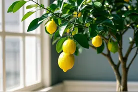 曾经“红极一时”的柠檬树，如今“没人敢养”，到底因为什么？图片