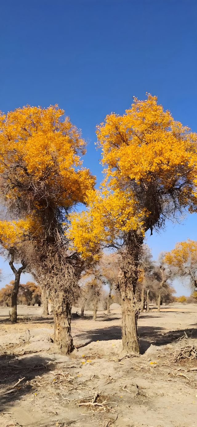 踏迹寻旅：不朽胡杨林游人玩什么？