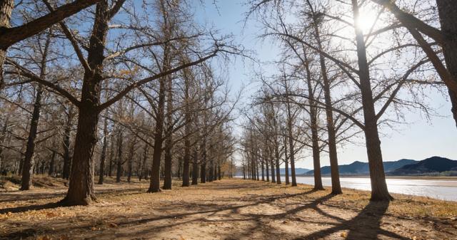泉城的浪漫:大雪时节与阳春在时光里相拥