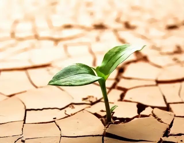 从云南山寨到都市白领，当她抛房离婚回村，野性如何战胜规训？