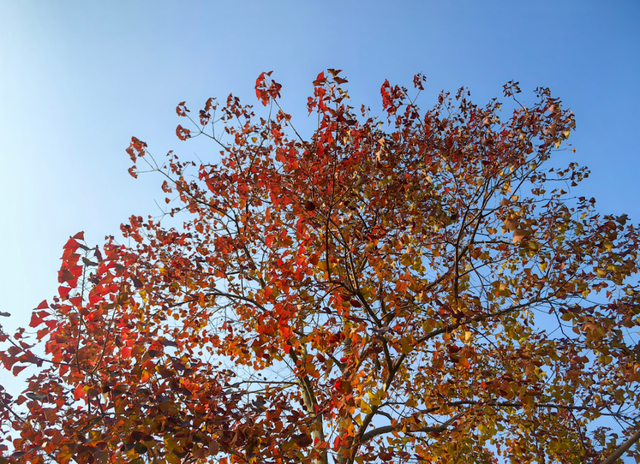 4个点位已公布！太仓人拍照请抓紧