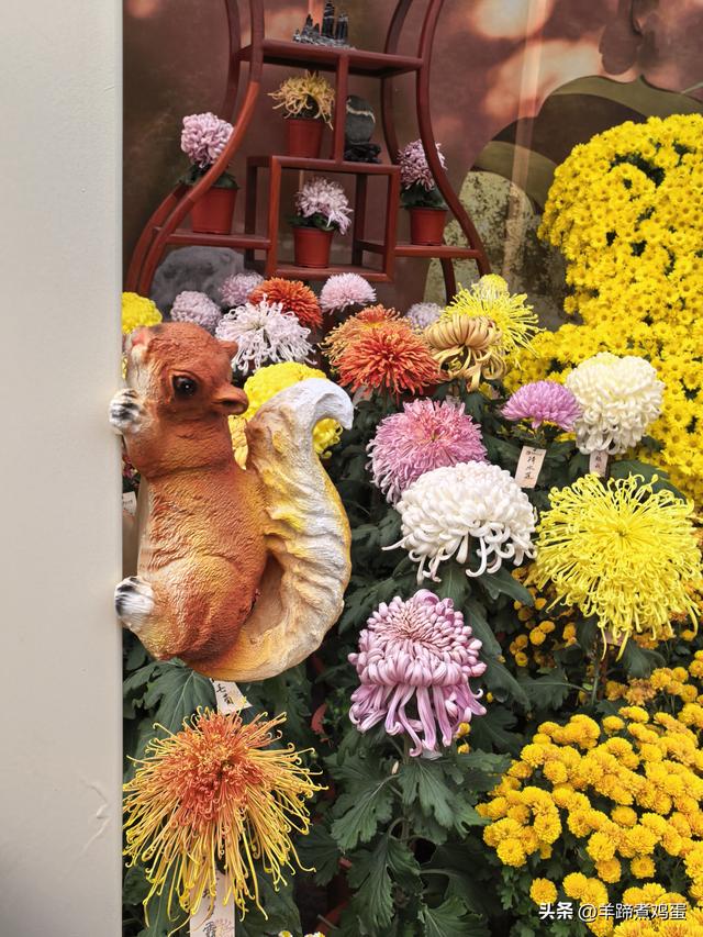 秋风独宠一园菊，晚来香艳出樊篱——北京北海公园2025年菊花展