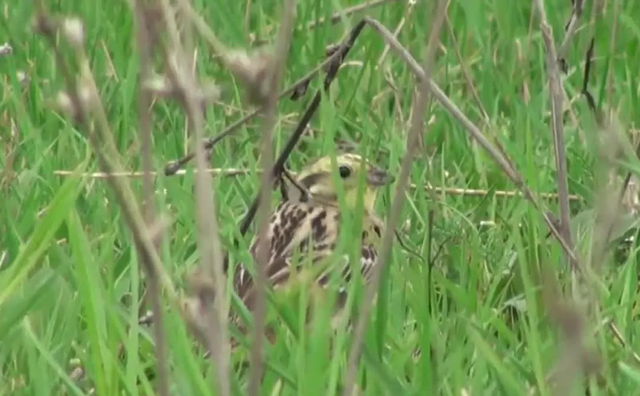 1株就犯法！四川女游客采一把“手参”，被阻拦后说很多人都在摘