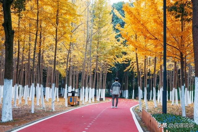 11月一定要收藏一份全国银杏观赏地图