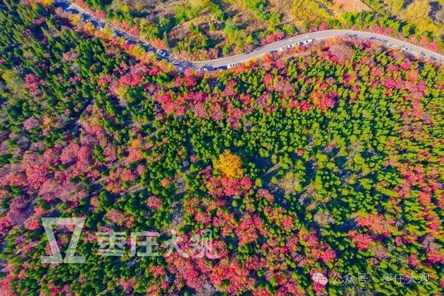 实拍枣庄牛郎山进入红叶观赏期！