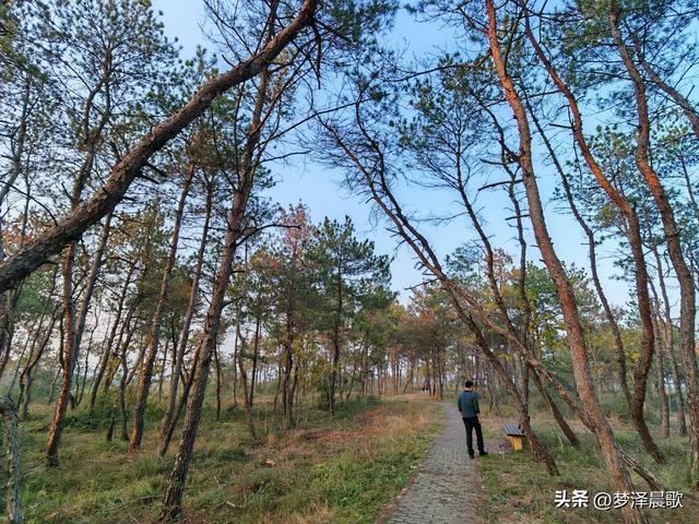 应城：有名店林场林荫步道 让你邂逅四季生态画卷