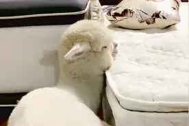 中医：每个人的身上都有一个“安眠穴”，每天按一按，辅助睡眠图片