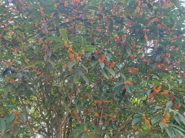 兴庆宫的秋，桂花飘香，花影添色