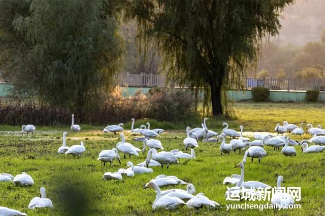 “淡季不淡”，运城文旅持续火热