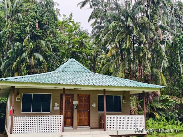 马来西亚(36)砂拉越州⑩峇哥国家公园夜间徒步体验