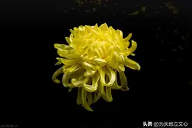 女性何以不宜称“先生”?图片