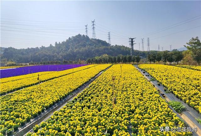 国庆邀约佛山卡玛花世界：在诗词花海中寻觅秋日情绪价值