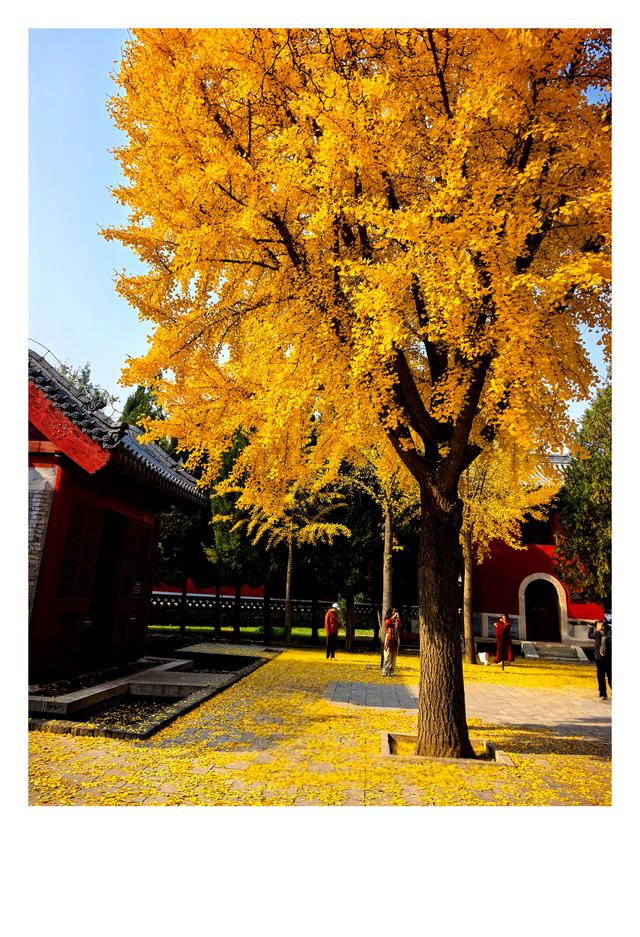 秋未央冬已至，此刻的石家庄毗卢寺正是秋色渐浓，一派秀丽风光。