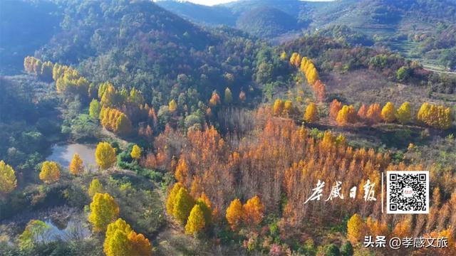 银杏黄了！孝感最美打卡地藏在这里，快来拍同款！