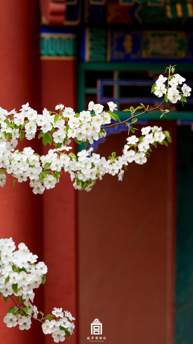 故宫的花开了，给历史赋予了春天的气息