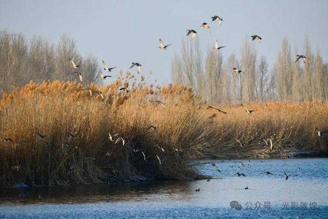 【冬天的野麻湾】阳关雪及野麻湾的飞鸟