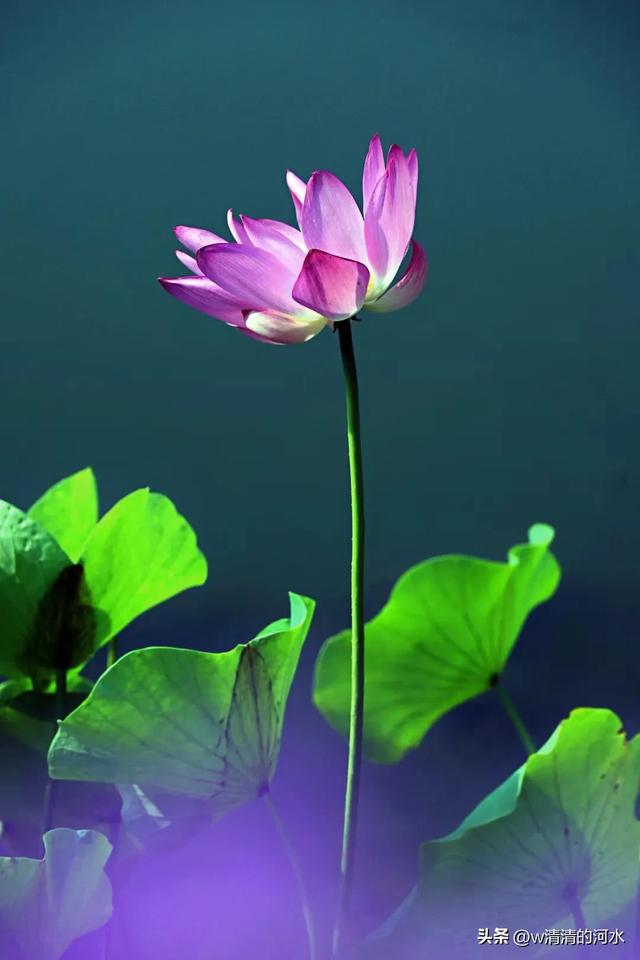 荷花是夏季里最曼妙的风景