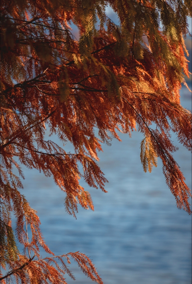 不想人挤人？番禺这些落羽杉小众观景点美成童话！