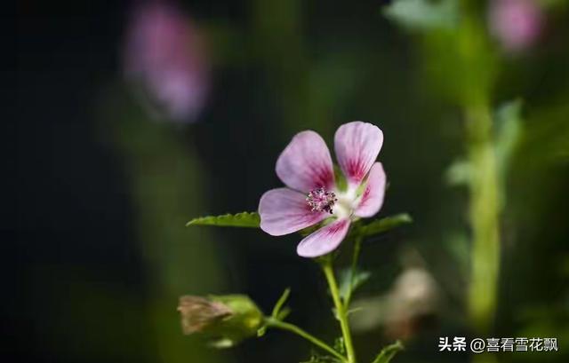 养我长大，陪你变老，小时候，你是我依赖，长大后，我是你靠山