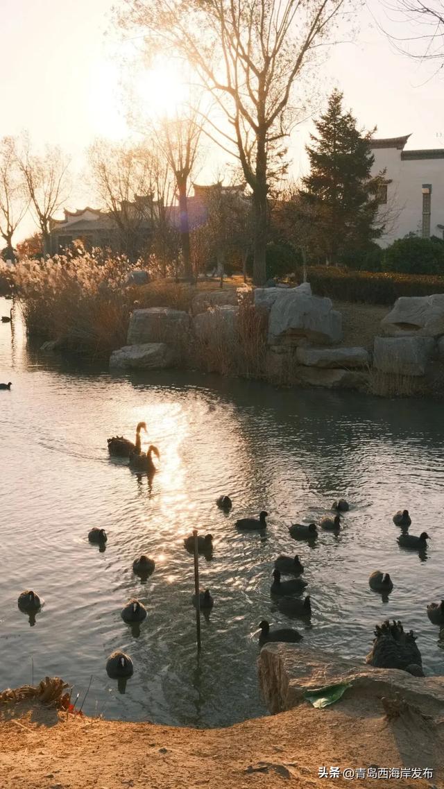 超级出片!西海岸这片芦苇荡氛围感拉满!