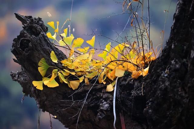 谁说冬日萧瑟？白马河畔，正藏着一个“暖色系”的冬天