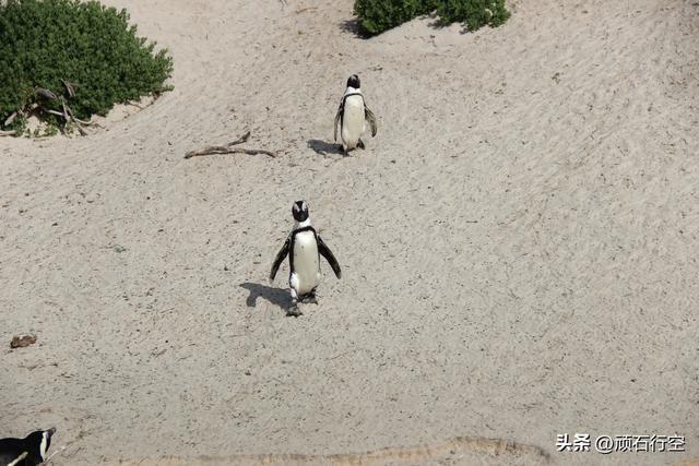 南部非洲：南非开普敦企鹅岛