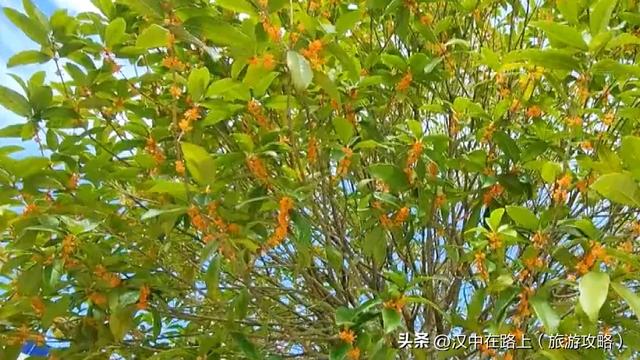秋雨落汉中，桂香漫全城（最佳赏桂打卡点推荐）