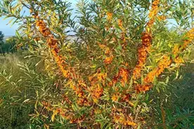 DeepSeek评出我国最好吃的10种野果图片