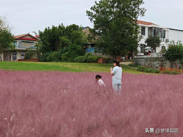 湖北：国庆节网红打卡地 云梦花开十月紫黛草韵染秋色