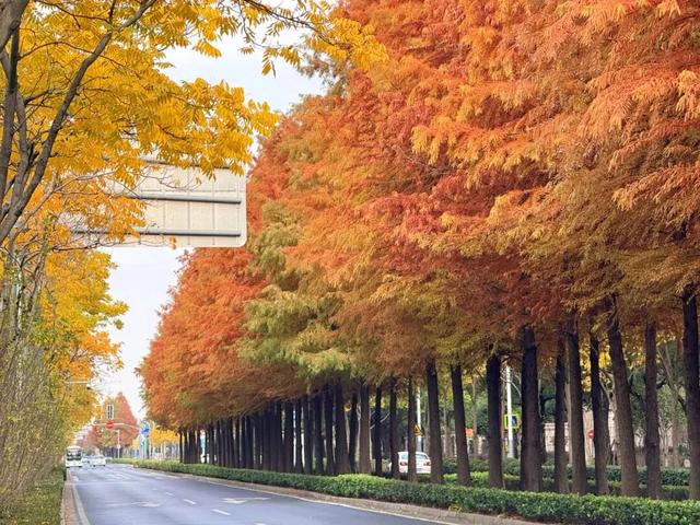 秋色浓度已拉满，谁还没偶遇申城街头的 “赤橙黄绿交响曲”？