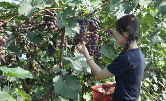 秋季采摘→