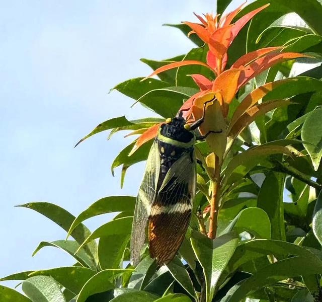 高山草甸在腾冲