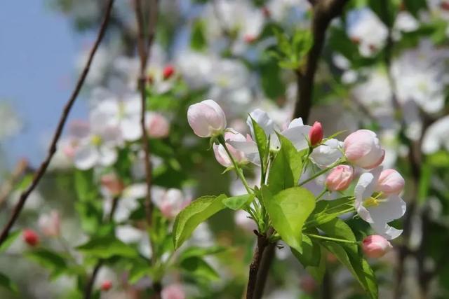 济南周边游|钢城区赏花地图上线啦,这三条旅游线路超有看头!