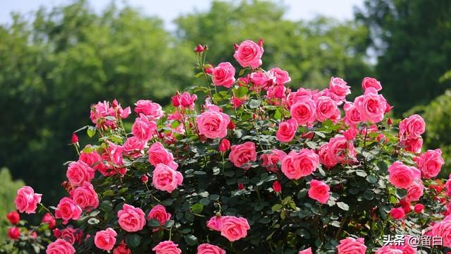 情感爆文：《十八岁的天空会不会下雨呢？》