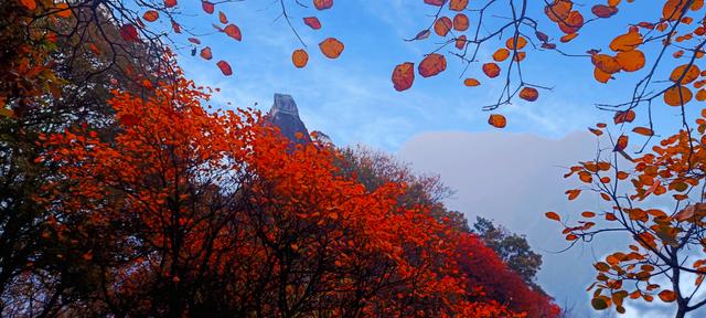 最爱秋意行不足 再上翠华赏秋色