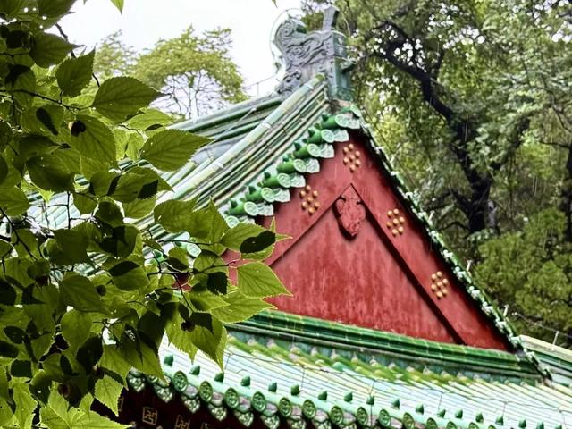 济南市区1h直达的绿野仙踪！古树浓荫+山泉清冽+拍照天堂，一脚踏进21°C的夏天！