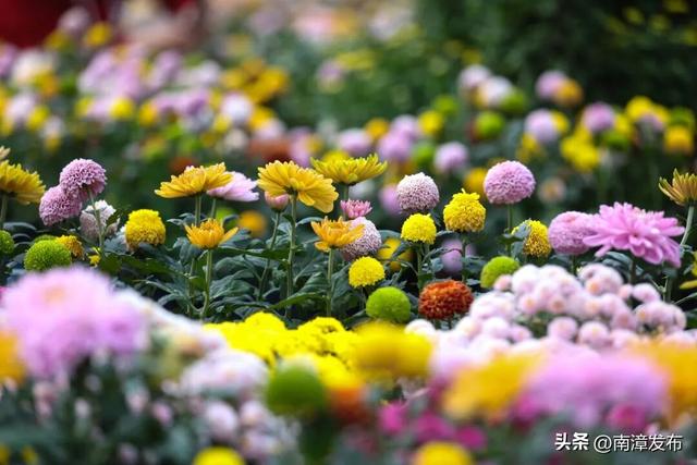 限时福利！南漳金秋菊展结束倒计时，入园参观送菊花……
