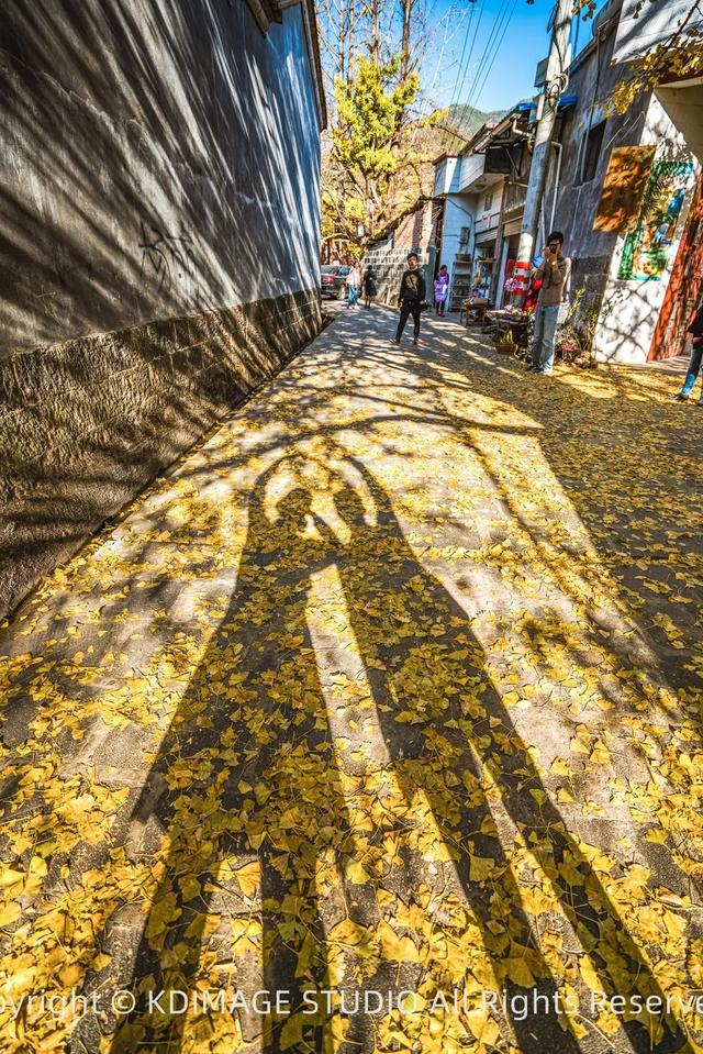 我愿称腾冲为秋季的天花板！银杏、温泉、古镇，来过的人都不想走