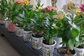 北京小姐姐养的长寿花，小苗就能开，诀窍“3多一控制”，简单图片