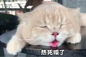 夏天猫咪就是在渡劫，这 7 件事，家里有猫的一定要注意图片