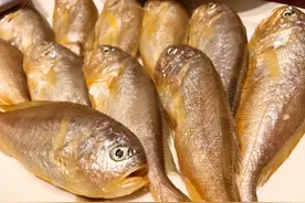 大连人常吃的特色海鱼，你能认识几个？图片