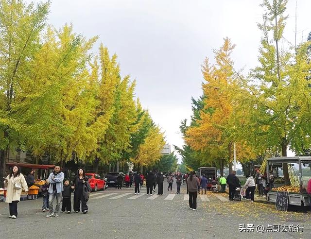 成都彭州被低估的场镇，3公里银杏长廊超级壮观，公交车直达！